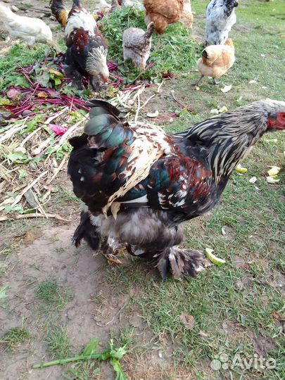 Петухи породы брама