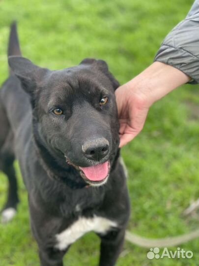 Собака во двор