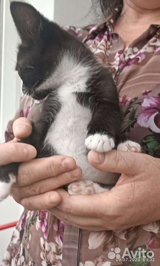 Кошка в дар бесплатно