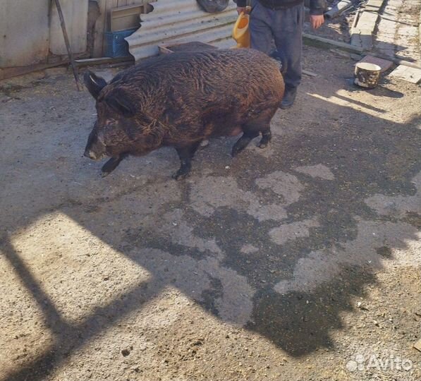 Дикая свинья (самка) Мангалица