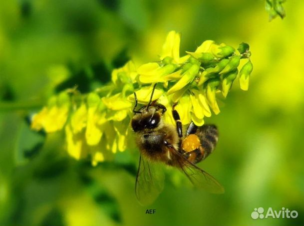 Мед 2024 года натуральный оптом