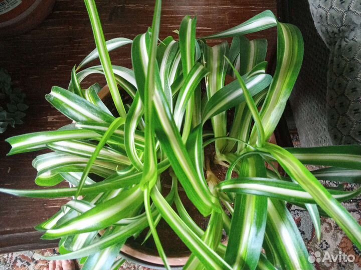 Хлорофитум кудрявый