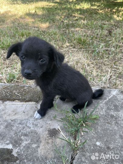 Щенок в добрые руки бесплатно мальчик