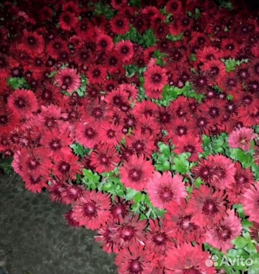 Хризантема корейская