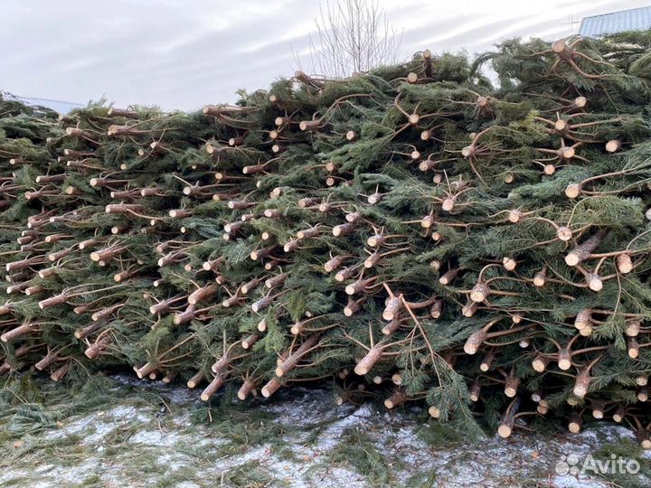 Сосна, ель, пихта, лапник