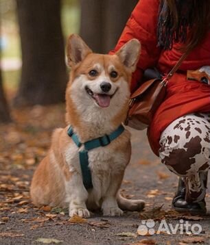 Зоопсихолог (кинолог+фелинолог), дрессировка собак