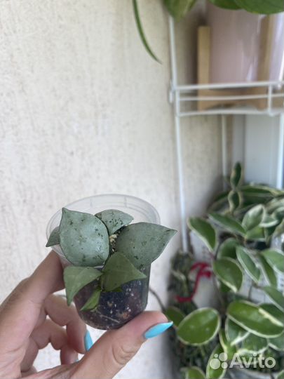 Хойя каудата, лакуноза, белла, луис буис, куртиси