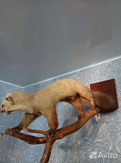 Чучело куницы