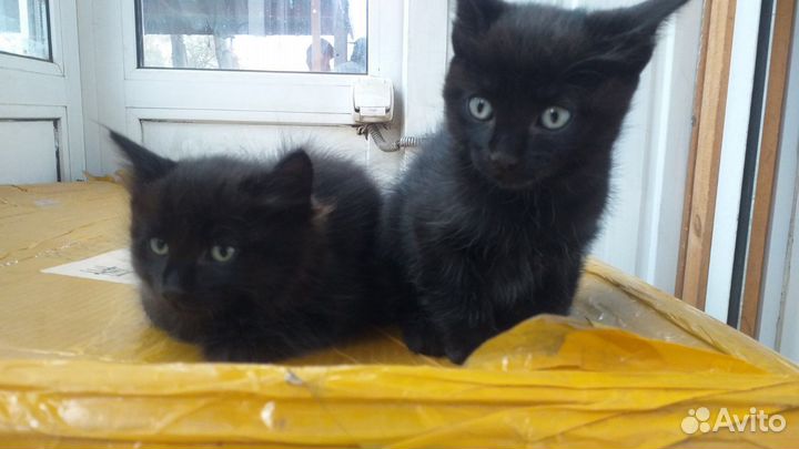 Кошка в дар бесплатно