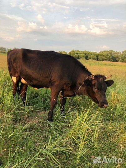 Коровы и телки