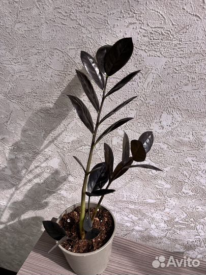 Замиакулькас черный равен