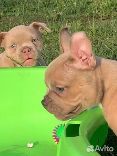 Аериканский булли