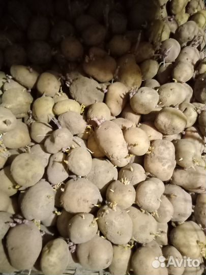 Семенной картофель