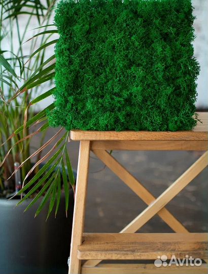 Стабилизированный мох панно