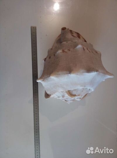 Коллекция морских раковин