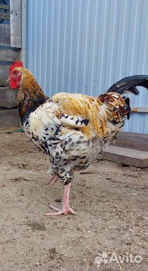 Петухи породные племенные кучинка, маран, легбар
