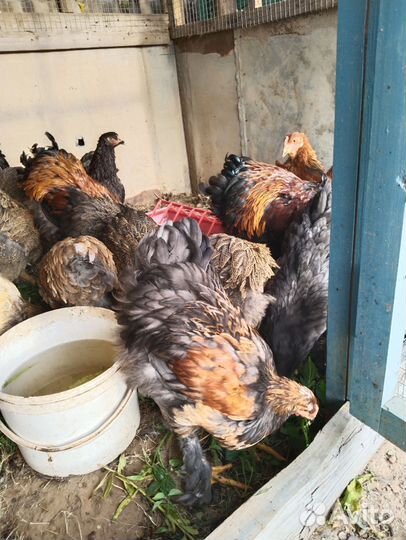 Петушки брама 6 мес