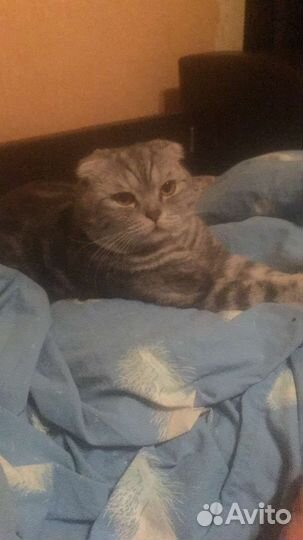 Кошка