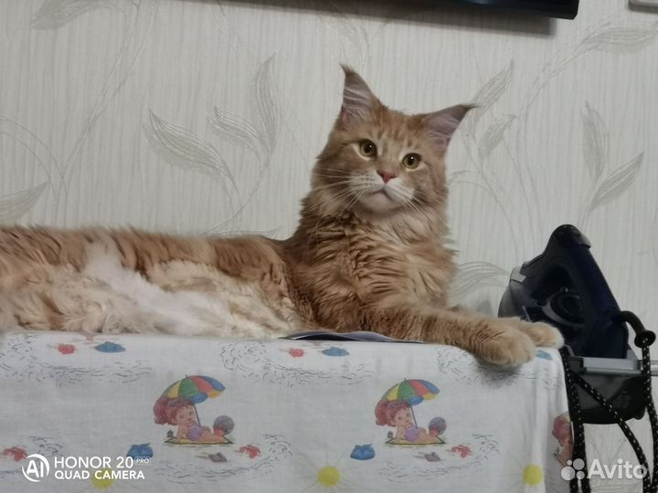 Кот мейн-кун вязка