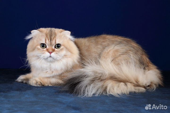 Вязка с шотландским вислоухим