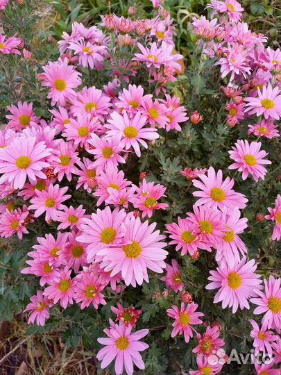 Хризантемы мультифлора (зимующая)