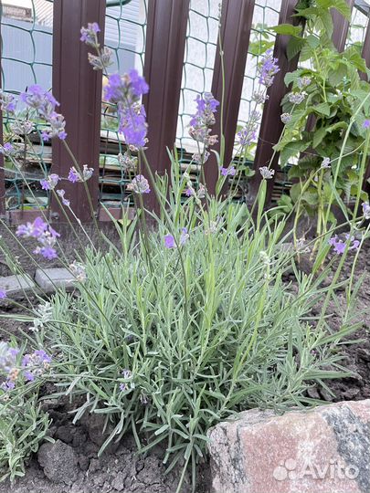 Лаванда. Куст