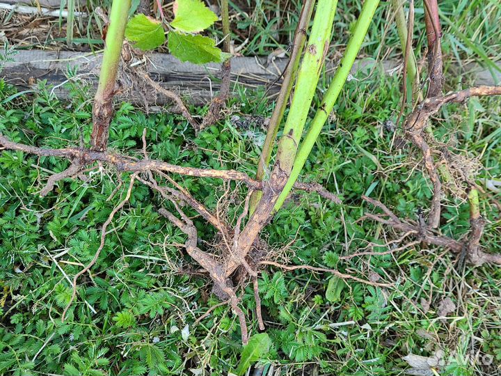 Саженцы ежевика