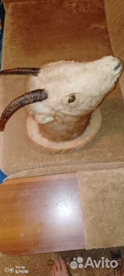 Чучело головы горной козы