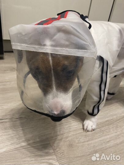 Костюм для собаки