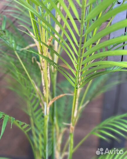 Искусственная пальма