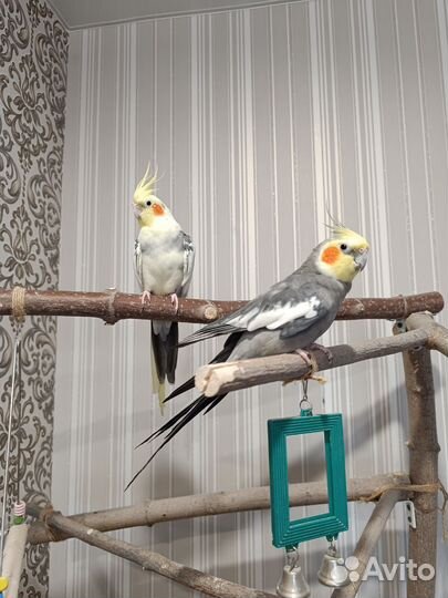 Корелла с клеткой