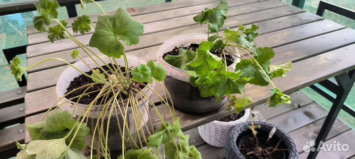 Пеларгония - зонартик