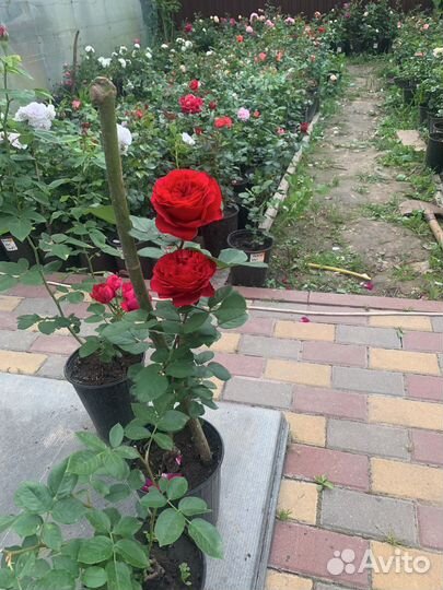 Розы в горшках оптом
