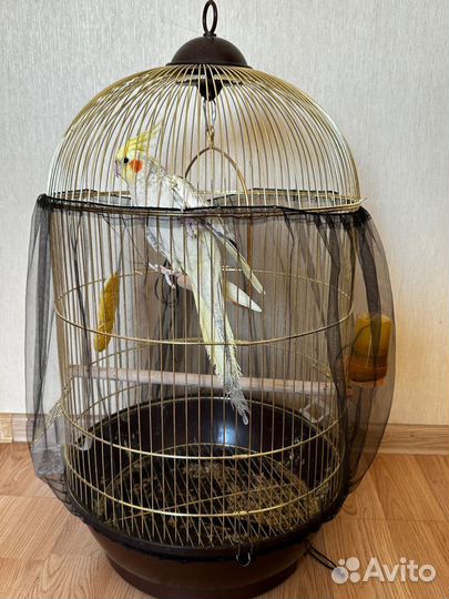 Попугай корелла мальчик