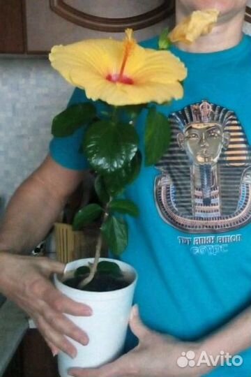 Гибискусы. Сортовые