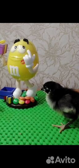 Цыплята Черной Московской и Кучинская