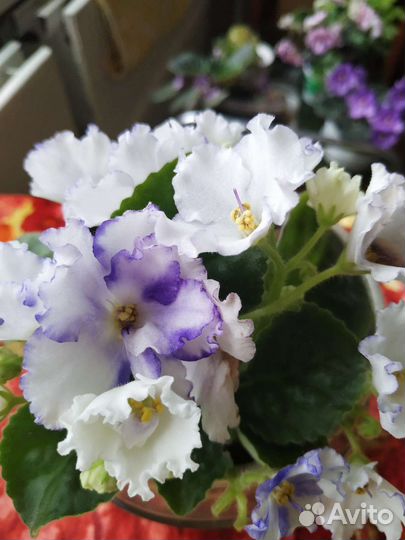 Сортовые фиалки