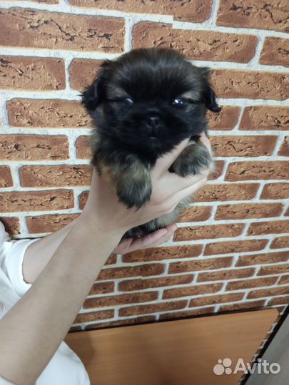 Продаю щенков породы китайский пекинес мальчики