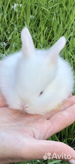 Белоснежные голубоглазые карликовые кролики