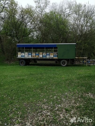 Продаю пасеку