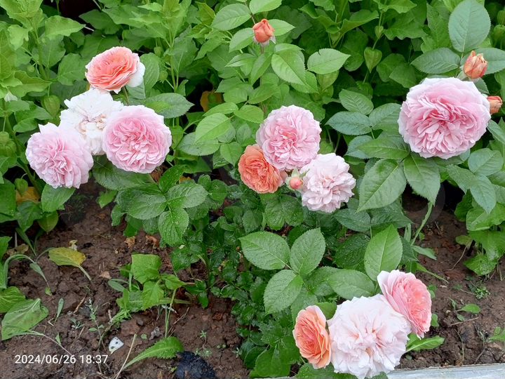 Дом 180 м² на участке 7 сот.