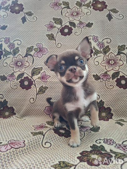 Щенки чихуахуа
