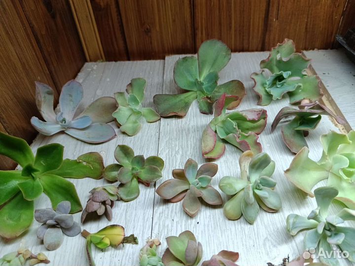 Суккуленты набор