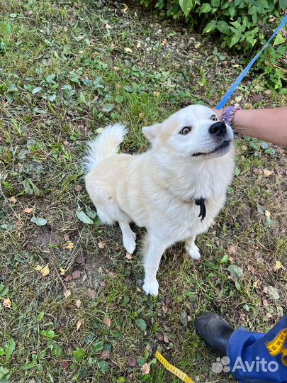 Собака в самые лучшие руки