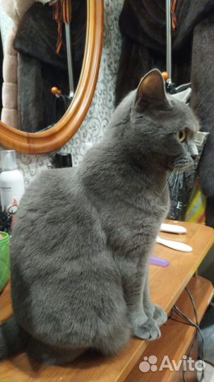 Кошка в дар бесплатно