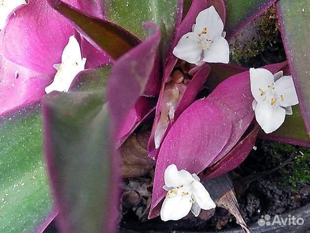 Комнатные цветы в кашпо