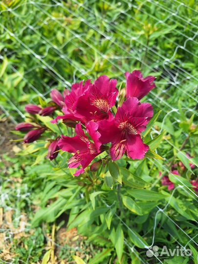 Альстромерия