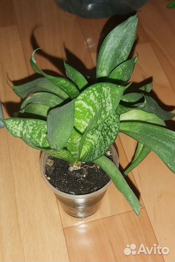 Эпипремнум, эписция, фикус и др