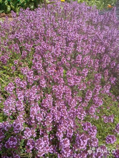 Тимьян или чабрец, саженец, пряность