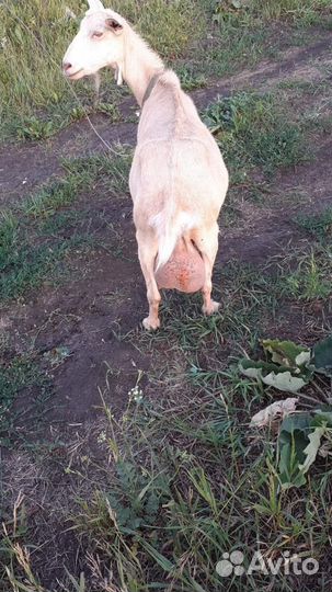 Нубийские козы